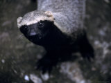 Buy Peering Grison, Also Known as a Huron, Part of the Mustilid Family at AllPosters.com