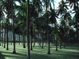 Buy Orderly Rows of Human-Planted Coconut Palm Trees in Kauai, Hawaii at AllPosters.com