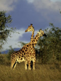 Two Rothschild Giraffes in Kidepo Valley National Park, Uganda