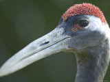 Red-Crowned Crane, Baraboo, Wisconsin