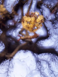 Buy Shea Flowers Blossom on a Shea Tree at AllPosters.com
