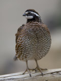 Northern Bobwhite Quail from the Toledo Zoo