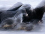 Buy Northern Fur Seal Males Head for Open Water, Alaska at AllPosters.com