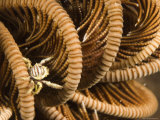 Small Crab Living in the Arms of a Crinoid Feather Star, Bali, Indonesia