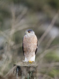 Northern Goshawk Perched on a Fence Post, California