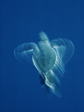 Buy Newly Hatched Black Turtle Propels Itself Away from Michoacan State, Mexico at AllPosters.com