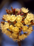 Buy Shea Flower at AllPosters.com