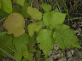 Poison Ivy in Humbolt, Nebraska
