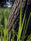 Buy The Fire-Resistant Bark of a Shea Tree at AllPosters.com