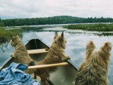 Buy Norwich Terriers Enjoy a Canoe Ride on Lake Kezar at AllPosters.com