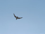 Buy Osprey Hunts for Fish over Lake Murray, South Carolina at AllPosters.com