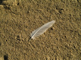 Lone Seagull Feather on a Beach, Block Island, Rhode Island