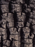 Buy Shea Tree Bark at AllPosters.com
