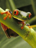 Buy Red-Eyed Tree Frog, Costa Rica at AllPosters.com