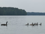 Buy Mother Goose Swims Behind Her Flock of Goslings at AllPosters.com