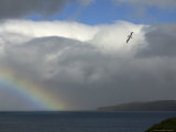 Rainbow and Wandering Albatross, Prion Island, South Georgia