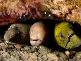 Three Species of Moray Eel All Sharing the Same Hole, Bali, Indonesia