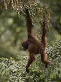 Buy Orangutan Swinging from a Tree Branch at AllPosters.com