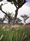 Buy Shea Trees in Field, near Lira, Uganda at AllPosters.com
