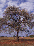 Buy Shea Tree in a School Yard, near Lira, Uganda at AllPosters.com