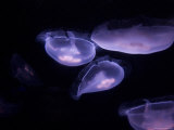 Moon Jellyfish from the Toledo Zoo