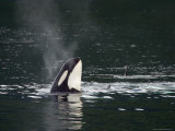 Spyhop Behavior, Killer Whale in Johnstone Strait near Vancounver Island, British Columbia, Canada