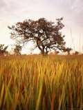 Buy Shea Tree in Field, near Lira, Uganda at AllPosters.com