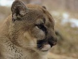 Buy Portrait of a Mountain Lion in Profile at AllPosters.com