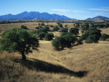 Buy Trees Below the Santa Rita Mountains in Southern Arizona at AllPosters.com