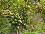 Buy Papaya Fruit Grows on a Tree in Hawaii at AllPosters.com