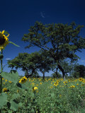 Buy Shea Trees Intercropped with Sunflowers at AllPosters.com