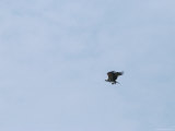 Buy Osprey Carries a Caught Fish Back to the Nest at AllPosters.com