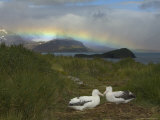 Rainbow and Wandering Albatross Nest Site, Prion Island, South Georgia
