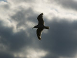 Seagull with Outstretched Wings Soars against a Cloudy Sky, Groton, Connecticut