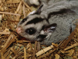 Sugar Giider Invades an Endangered Leadbeaters Possum's Nest Box, Australia
