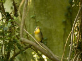 Pekin Robin at the North Carolina Zoo