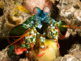 Buy Smashing Mantis Shrimp Holding a Damsel Fish Prey He Has Caught, Bali, Indonesia at AllPosters.com