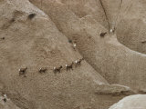 Buy Overview of American Bighorn Sheep Filing Across Hills of Rock at AllPosters.com