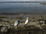 Pair of Swans Resting on a Beach, Groton, Connecticut