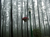 Buy Rainstorm in Hershey, Pa at AllPosters.com
