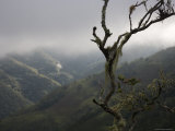 Moss Covered Tree and Bromelia above Andean Cloud Forest in Venezuela