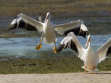 Two American White Pelicans Landing, Sanibel Island, Florida