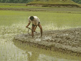 Buy Nepali Farmer Prepares Paddy for Planting Rice During Early Monsoon at AllPosters.com