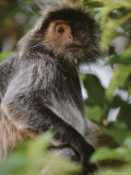 Buy Portrait of a Silvered-Leaf Monkey, Borneo at AllPosters.com