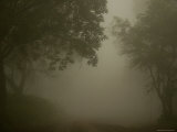 Buy Tree Lined Streets of Marsabit, Northern Frontier District, Kenya at AllPosters.com