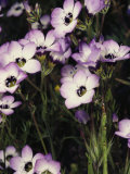 Buy Patch of Wildflowers with White, Purple-Edged Petals, California at AllPosters.com