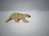 Buy Polar Bear Runs Across Frozen Baffin Bay, North of Arctic Circle at AllPosters.com