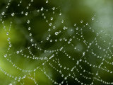 Spider Web Covered with Dew, Groton, Connecticut
