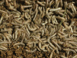 Buy Massed Millipedes, Oregon at AllPosters.com
