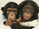 Buy Portrait of Two Young Laboratory Chimps Used in Aids Research at AllPosters.com